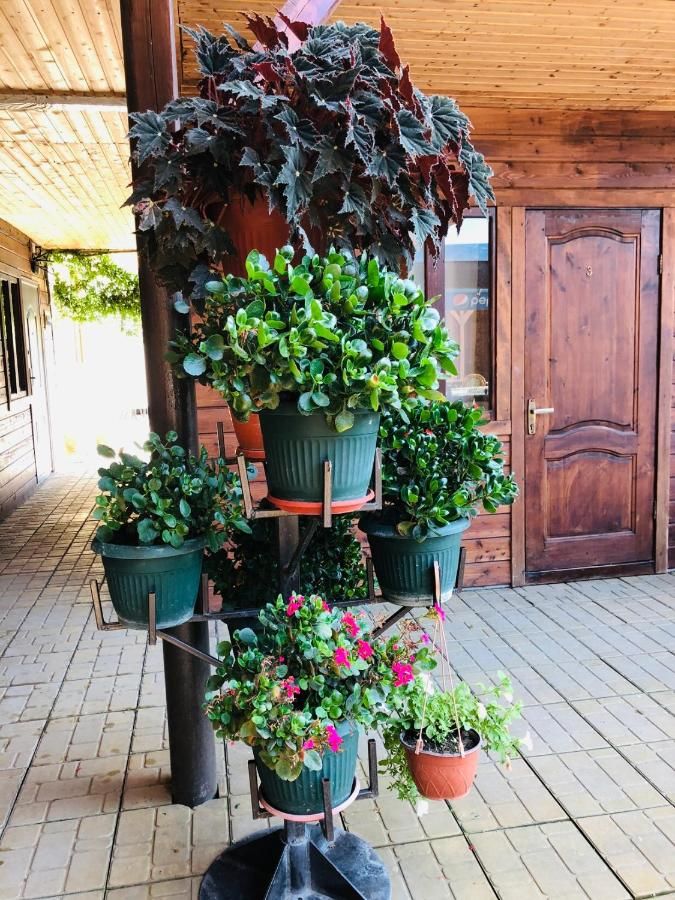 Гостевой дом Guest House Morskaya skazka Пицунда-37